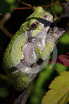 Eastern Gray Treefrog    807221