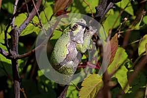 Eastern Gray Treefrog   807226