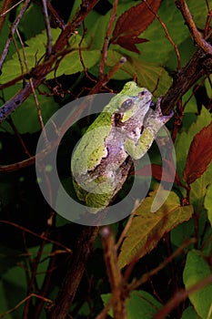 Eastern Gray Treefrog    807230