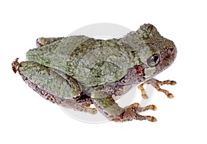 Eastern Gray Treefrog, Hyla versicolor photo