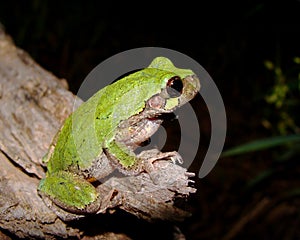 Eastern Gray Treefrog, Hyla versicolor photo