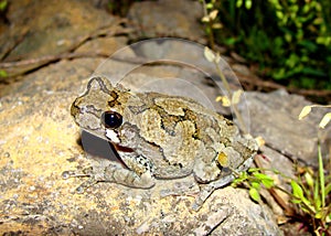 Eastern Gray Treefrog, Hyla versicolor photo
