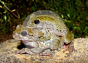 Eastern Gray Treefrogs, Hyla versicolor, mating