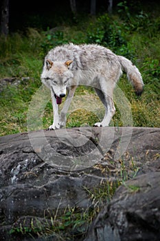 Eastern Gray Wolf Walking on Large Rock