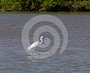 Eastern Great Egret