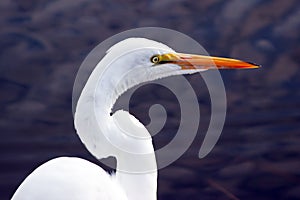 Eastern Great Egret