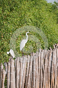 Eastern Great Egret