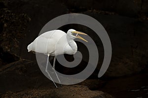 Eastern great egret (Ardea alba modesta) fishing in the shallows.