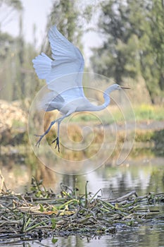 An eastern great egret or Ardea alba modesta flying photo
