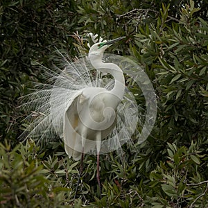 The eastern great egret Ardea modesta in breeding plumage