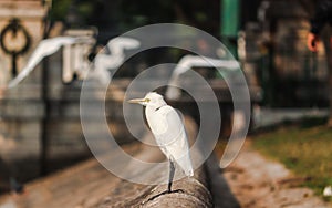 Eastern Great Egret Arden alba modesty