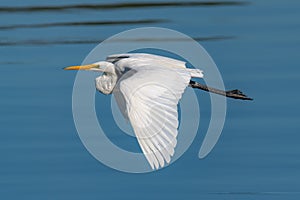 Eastern Great Egret in flight