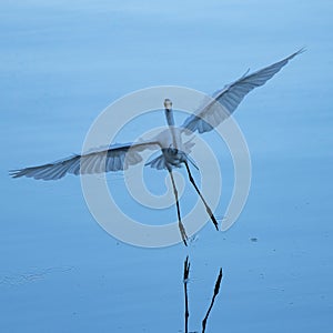 Eastern Great Egret in flight