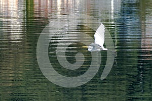 Eastern Great Egret in flight