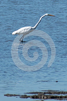 An Eastern Great Egret wades in the shallows of Pumicestone Passage, Queensland, Australia