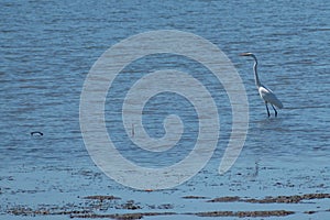 An Eastern Great Egret wades in the shallows of Pumicestone Passage, Queensland, Australia