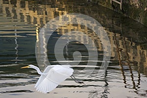 Eastern great egret white heron flying over water in sunset lights on a sea green background