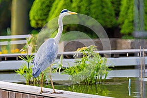 The eastern great egret, a white heron in the genus Ardea, fishing at calm water in lake
