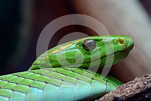 Eastern Green Mamba Close-up photo