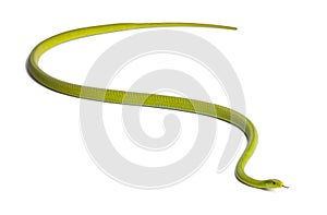 Eastern green mamba - Dendroaspis angusticeps photo