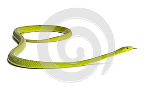 Eastern green mamba - Dendroaspis angusticeps photo