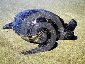 Eastern Green Sea Turtle