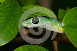 Eastern green snake