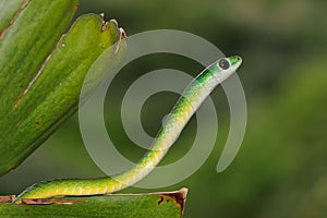 Eastern green snake