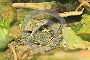 Eastern green toad