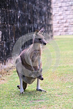 Eastern Grey female kangaroo with a joey in its pouch