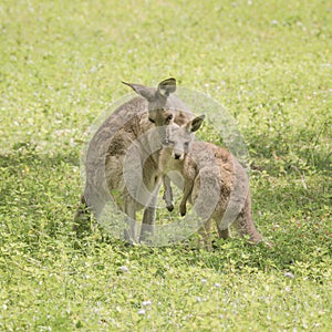 Eastern grey kangaloo family love