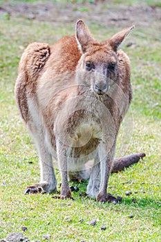 Eastern Grey Kangaoos