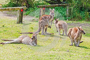 Eastern Grey Kangaoos lazing around in the sunshine