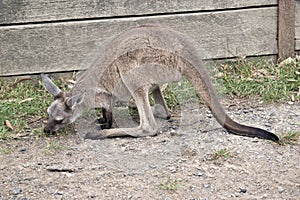 Eastern grey kangaroo