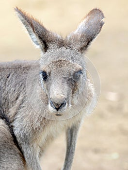 Eastern Grey Kangaroo