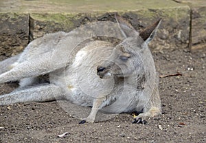 Eastern Grey Kangaroo