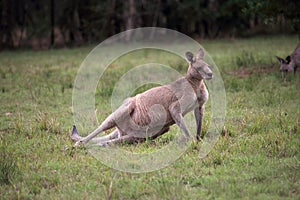 Eastern Grey kangaroo