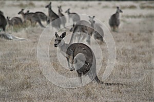 Eastern Grey Kangaroo