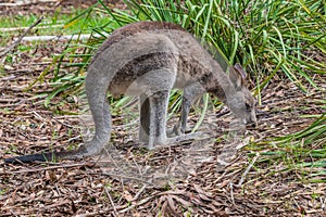 Eastern Grey Kangaroo