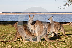 Eastern Grey Kangaroo