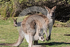 Eastern Grey Kangaroo