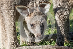 Eastern Grey Kangaroo