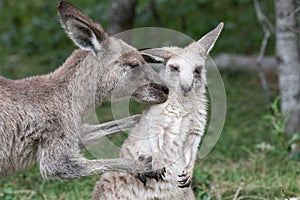 Eastern Grey Kangaroo