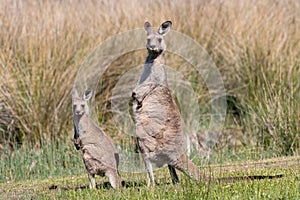 Eastern Grey Kangaroo