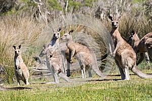 Eastern Grey Kangaroo