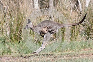 Eastern Grey Kangaroo