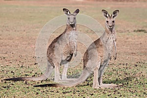 Eastern Grey Kangaroo