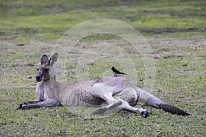 Eastern Grey Kangaroo