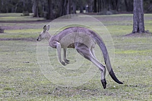 Eastern Grey Kangaroo