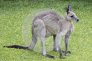 Eastern Grey Kangaroo